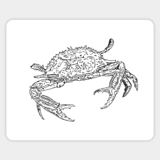 Crab - Pen and ink drawing Sticker